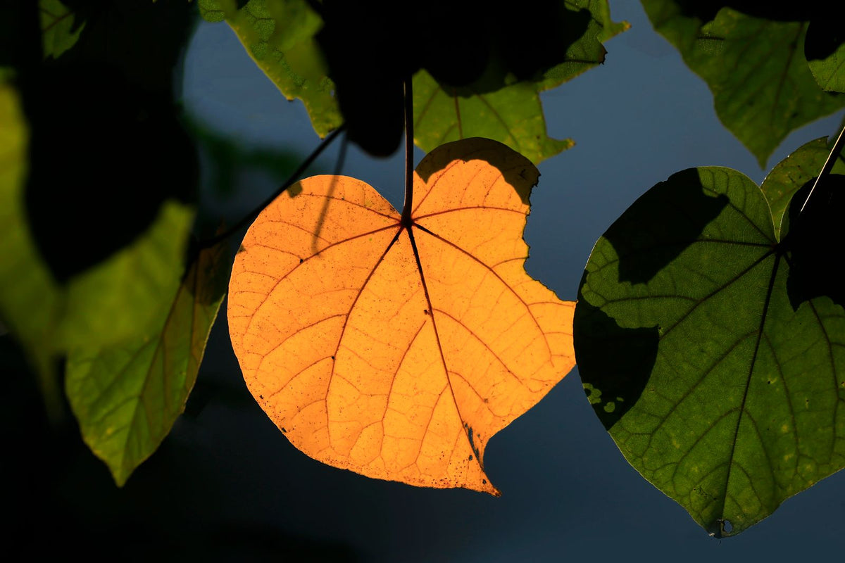 A vibrant sunlit leaf among green foliage